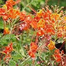 Attēlu rezultāti vaicājumam “Leguminosae”