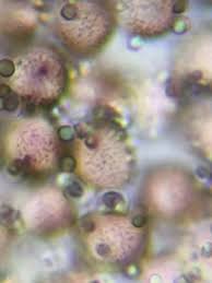 Attēlu rezultāti vaicājumam “Physarum braunianum sessile”