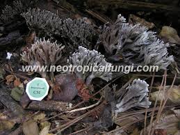 Attēlu rezultāti vaicājumam “Thelephora palmata”