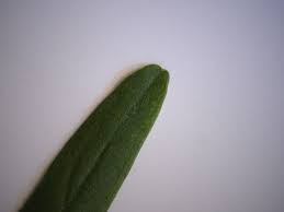 Attēlu rezultāti vaicājumam “Galium elongatum”