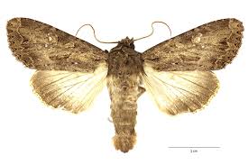 Attēlu rezultāti vaicājumam “Apamea ophiogramma”