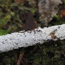 Attēlu rezultāti vaicājumam “Diderma montanum spores”