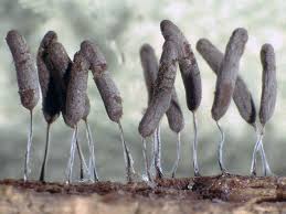 Attēlu rezultāti vaicājumam “Comatricha alta spores”