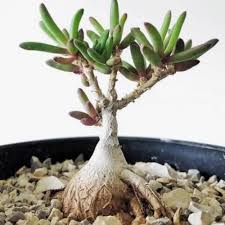 Attēlu rezultāti vaicājumam “Diderma montanum macro”