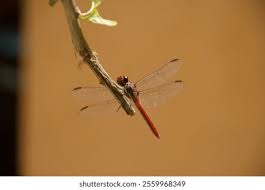 Attēlu rezultāti vaicājumam “Leucorrhinia rubicunda”