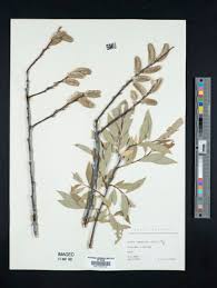 Attēlu rezultāti vaicājumam “Salix daphnoides”