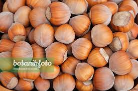 Attēlu rezultāti vaicājumam “Corylus avellana fruit”