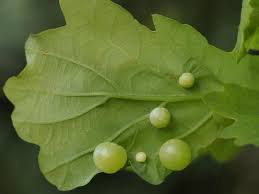 Attēlu rezultāti vaicājumam “Neuroterus quercusbaccarum”