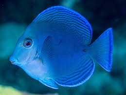 Image result for Acanthurus coeruleus