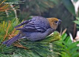 Image result for Pinicola enucleator