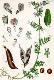 Attēlu rezultāti vaicājumam “Vicia sepium leaf”