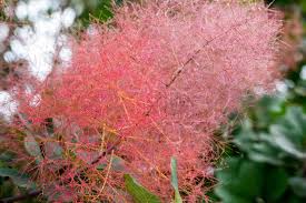 Attēlu rezultāti vaicājumam “Cotinus coggygria flower”