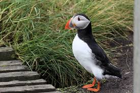 Image result for Fratercula arctica