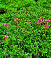 Attēlu rezultāti vaicājumam “Thymus serpyllum”