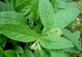 Attēlu rezultāti vaicājumam “Symphytum officinale leaf”