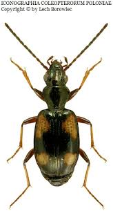 Attēlu rezultāti vaicājumam “Bembidion quadrimaculatum”