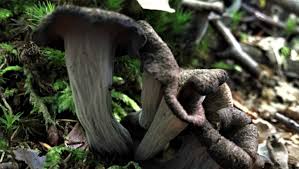 Attēlu rezultāti vaicājumam “Craterium leucocephalum var. scyphoides”