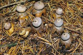 Attēlu rezultāti vaicājumam “Geastrum quadrifidum”