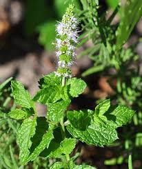 Attēlu rezultāti vaicājumam “Mentha spicata”