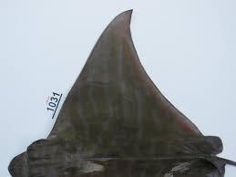 Image result for Aetomylaeus bovinus