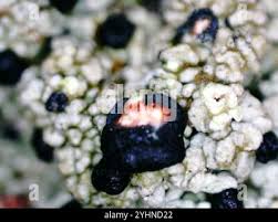 Attēlu rezultāti vaicājumam “Mycoblastus sanguinarius”