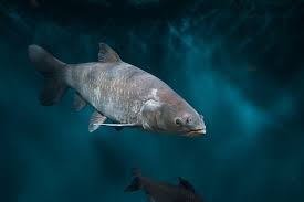 Image result for Mylopharyngodon piceus