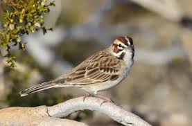 Image result for Chondestes grammacus