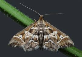 Attēlu rezultāti vaicājumam “Diasemia reticularis”