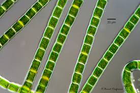 Attēlu rezultāti vaicājumam “Trentepohlia sp.”
