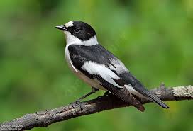 Image result for Ficedula albicollis