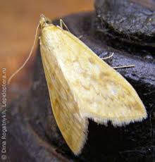 Attēlu rezultāti vaicājumam “Paratalanta hyalinalis”