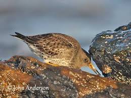 Attēlu rezultāti vaicājumam “Calidris maritima adult”