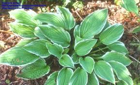 Image result for Hosta fortunei albomarginata