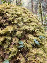 Attēlu rezultāti vaicājumam “Hylocomium splendens sporophyte”