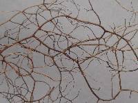 Attēlu rezultāti vaicājumam “Bryoria capillaris”