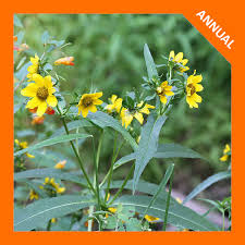 Attēlu rezultāti vaicājumam “Bidens cernua flower”