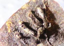 Attēlu rezultāti vaicājumam “Didymium aggregatum”