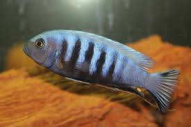 Risultati immagini per cynotilapia pulpican
