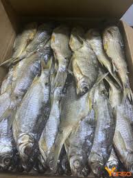 Image result for Rutilus heckelii