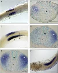 Image result for Paralichthys lethostigma