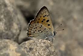 Attēlu rezultāti vaicājumam “Lycaena alciphron”