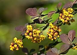 Attēlu rezultāti vaicājumam “Berberis vulgaris flower”