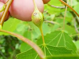 Attēlu rezultāti vaicājumam “Contarinia petioli”