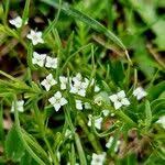 Attēlu rezultāti vaicājumam “Thesium alpinum flower”