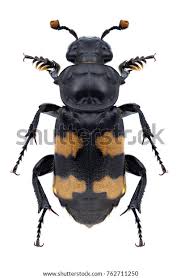 Attēlu rezultāti vaicājumam “Nicrophorus investigator”