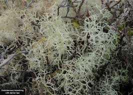 Attēlu rezultāti vaicājumam “Cladonia ciliata”