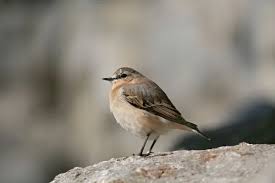 Attēlu rezultāti vaicājumam “Oenanthe oenanthe”