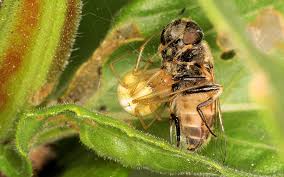 Attēlu rezultāti vaicājumam “Phylloneta cocoon”