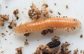 Attēlu rezultāti vaicājumam “Polyzonium germanicum”