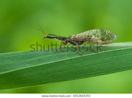 Attēlu rezultāti vaicājumam “Raphidioptera imago”